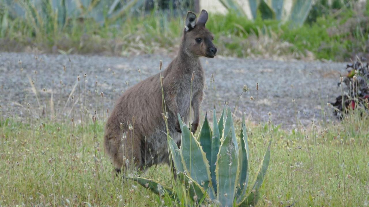 Emu Bay Holiday Homes Bagian luar foto